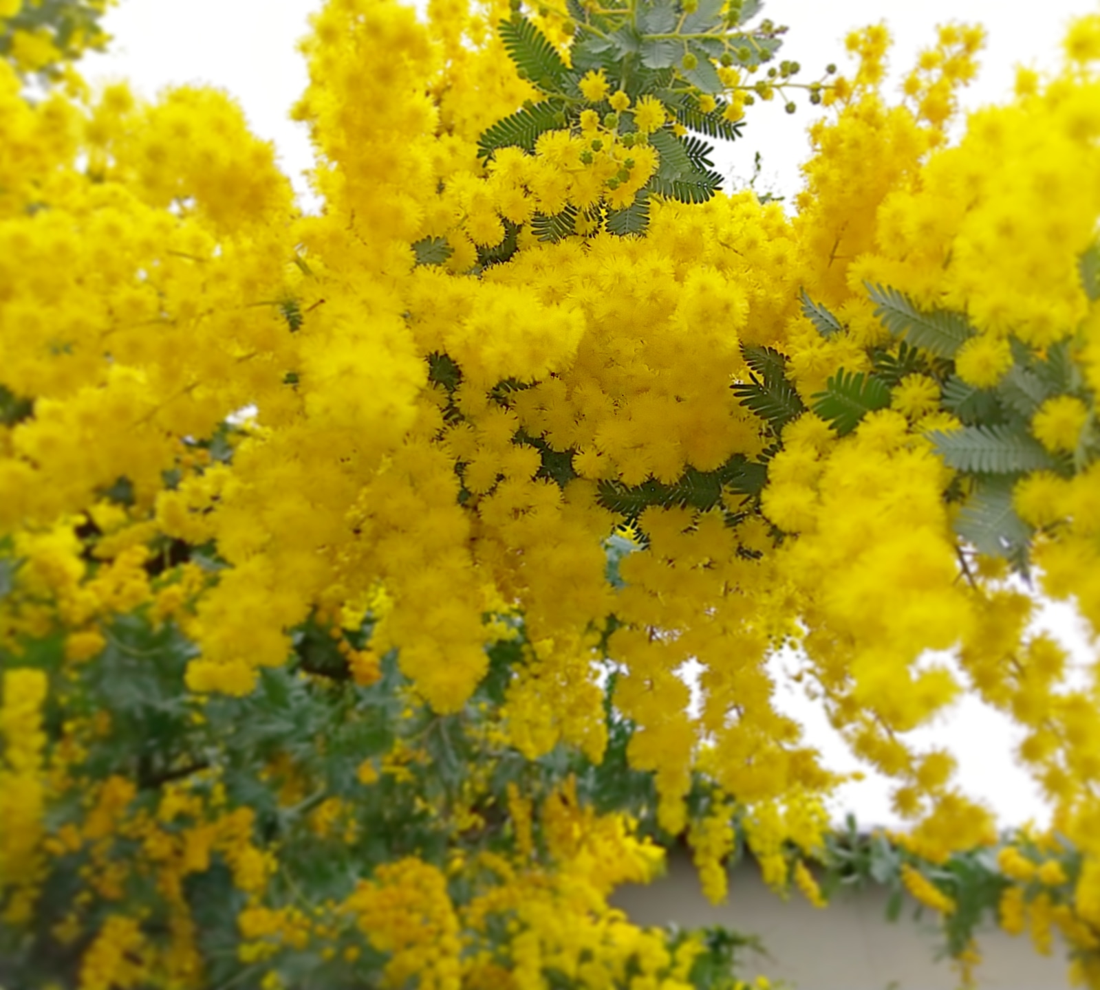 リンパケアふわり スギ花粉がピークを過ぎたのか 薬が効いてきたのか やっと外出が楽しめるようになりました ポスティング中に ミモザに釘付け ミモザ お写んぽ 黄色 春色 花粉症 リンパケアふわり リンパトリートメント よもぎ蒸し 小顔リフト