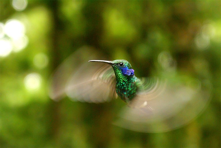 dhlambeth's tweet photo. #Life: How many species of life on Earth are there? Estimates range from 5.3-mill to 1-trill, but maybe around 8.7-mill? That is, we have no idea. And only about 1.2-mill have been identified and described so far, with maybe 3 times as many living on land. #RandomScienceFacts https://t.co/cFla8ckaqR