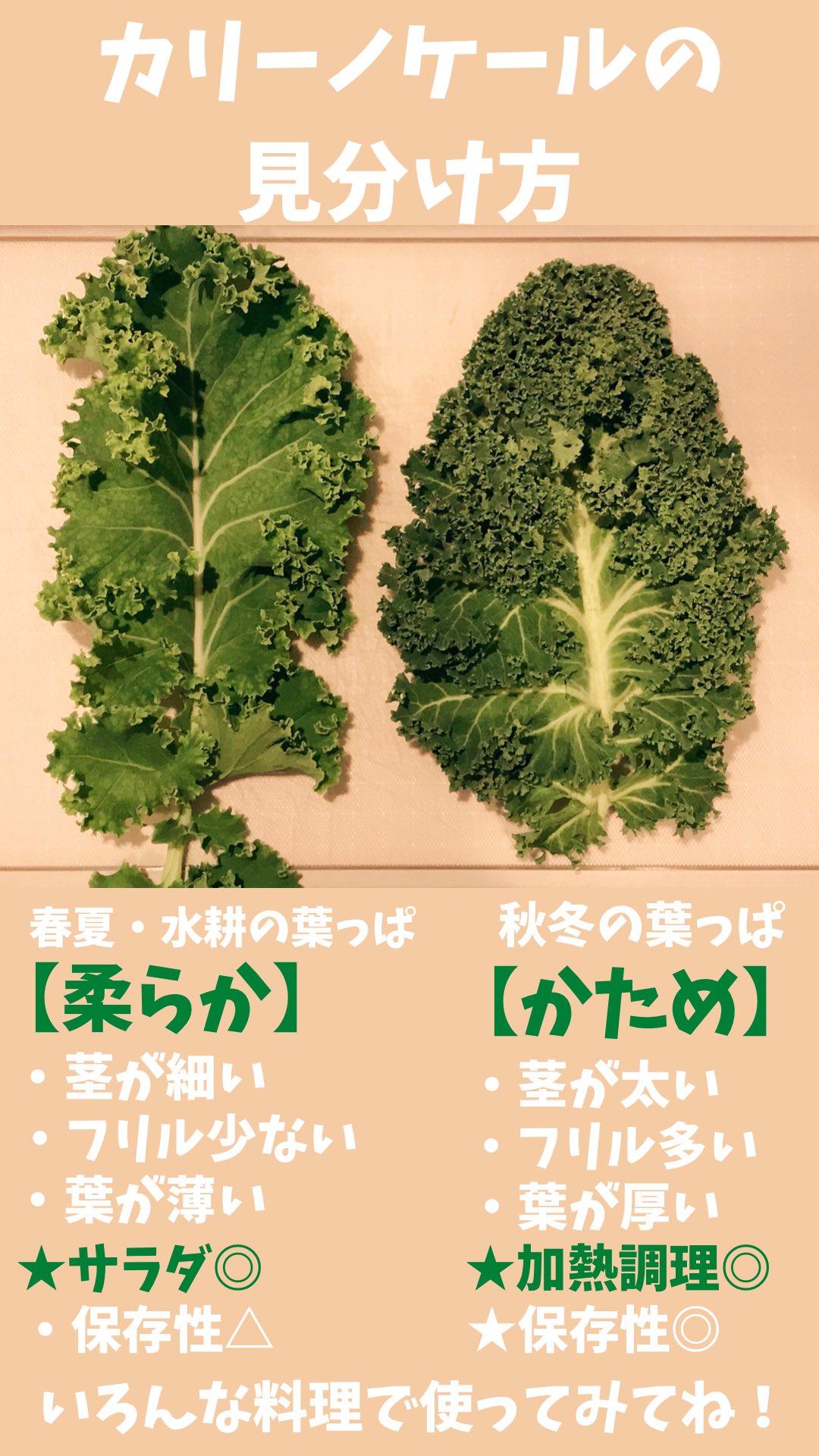 トキタ種苗 かたさを判断 カリーノケール の見分け方 この時期のカリーノケールは 冬に蓄えられた分厚い葉っぱと 春の柔らかい葉っぱが混在します カリーノケールは季節や栽培方法でかたさが変わり それによってオススメの調理方法も変わります