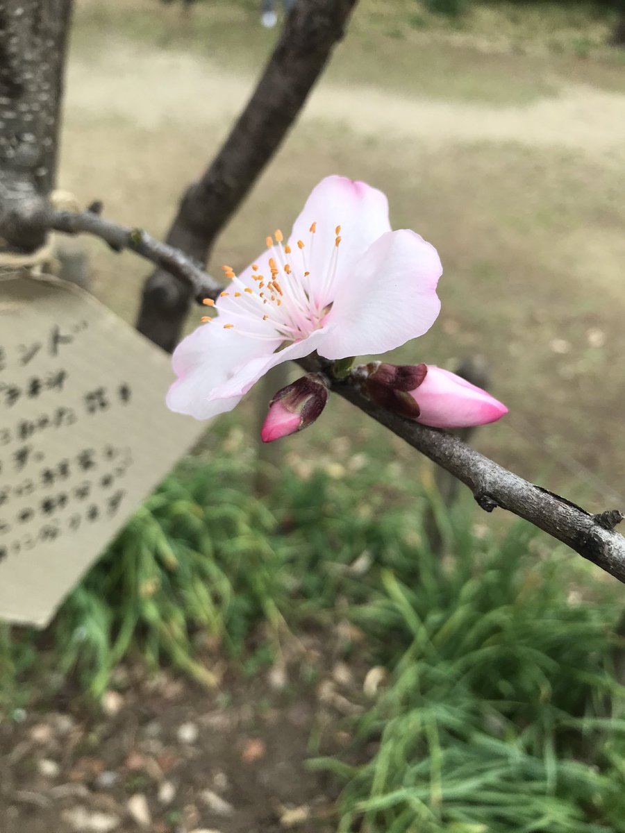花弁6枚 花弁6枚