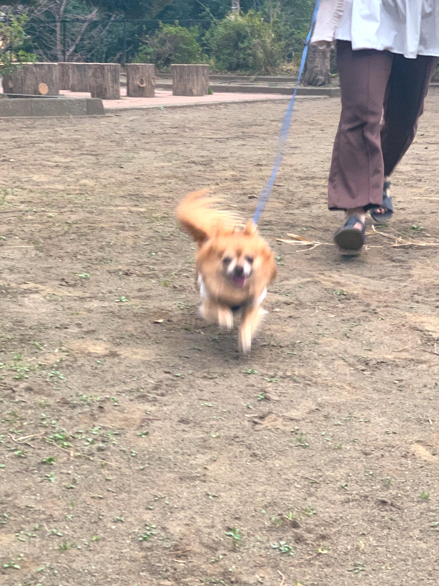 お散歩嫌い Twitter Search Twitter