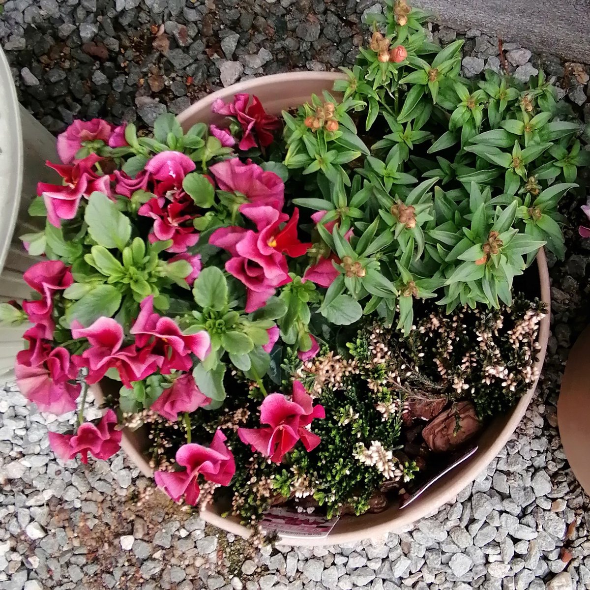 Kendama A Twitter 寄せ植え こちらはまだ比較的バランスが取れてる用に見えるけど 置くの方にあるはずのガーデンシクラメン は 霜でやられてほぼ枯れてしまった