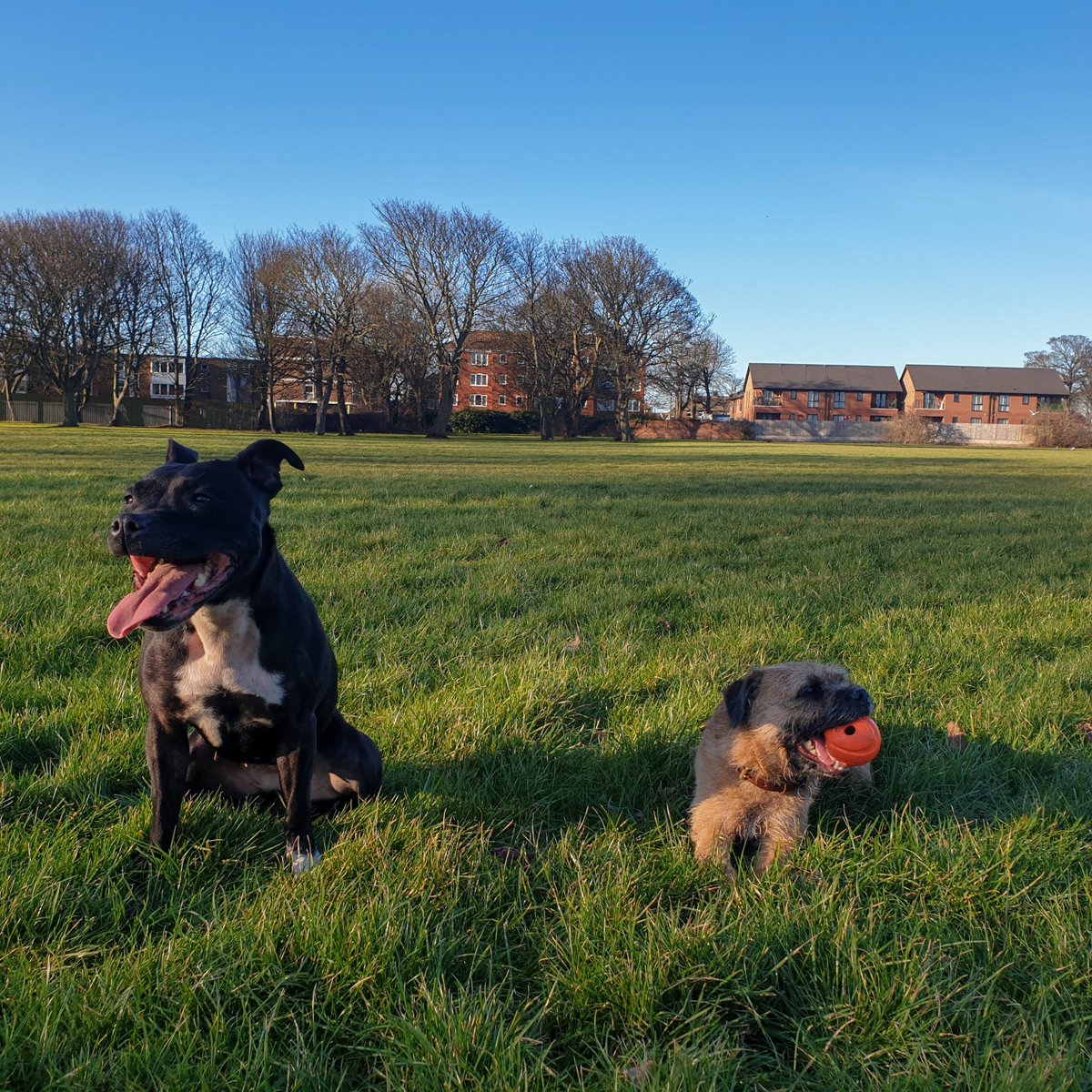 epochdotpet's tweet photo. Friday feeling with these two beauties! ❤️

#Friday #Dogs #Love #Nia #Lily #epochdotpet #dogsofTwitter #BorderTerrier #Staffy #Pets #FridayFelling #Healthy #Happy #bluesky https://t.co/11DymoP2ib