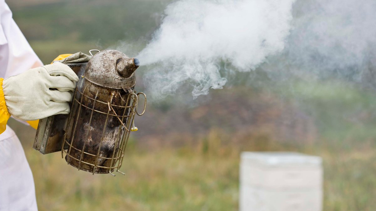🙌 Nothing is impossible without a smoker ;)
💨 It is used to control the bees' aggressiveness. We know that some beekeepers prefer the "natural" side and encourage beekeeping "without".
🐝 Which school are you from?

#beekeeping 
#beesmoker
#bees