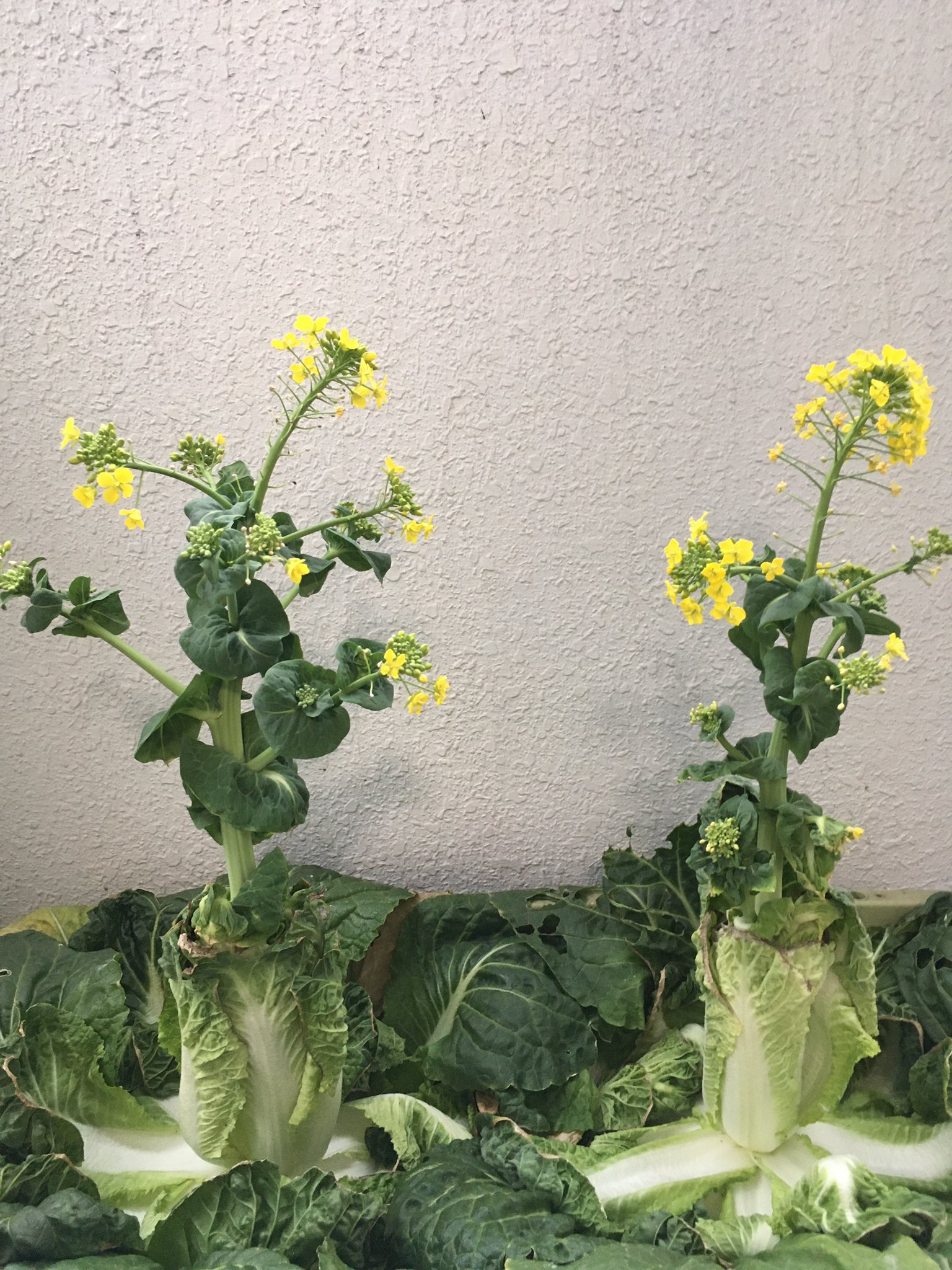 資源枯渇提督 花が咲いたミニ白菜をさらに放置してみたところ 中心部から太い茎が伸びて こうなると本当に菜の花そっくり ミニ 白菜 家庭菜園 プランター栽培 T Co Xh0agba1t9 Twitter