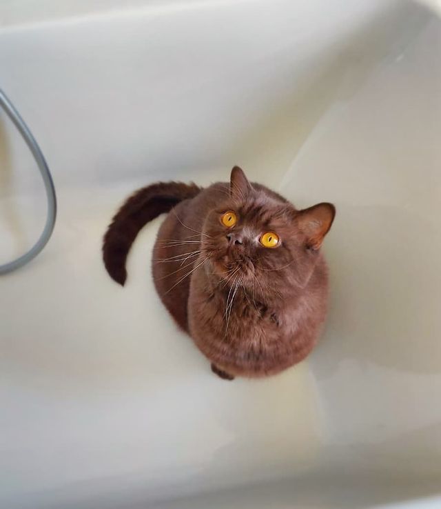 Kater Kito & Kaba tweet media