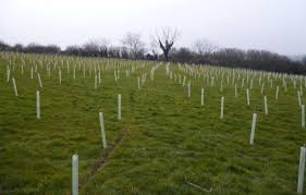 I am pleased to launch my ambitious plan that will see over 1 million trees planted across Doncaster over the next 5 years.

Working with landowners both large and small we will plant trees across the borough in urban areas, community spaces &amp; woodlands.

bit.ly/3bF1Xy1