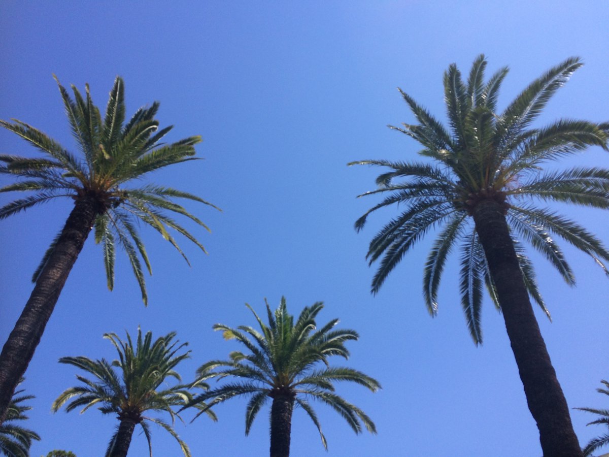I love the Palm Trees on the Riviera - what do you love?

#stayyna #ILoveNice #Nice06 #Holidayrentals #Niceholidayhomes #PropertyManagement #HolidayHome #Booking #PropertyRental #Enquiry #BookNow #France #CotedAzur #ExclusiveProperties #Luxury #ExclusiveProperties #BeautifulHomes