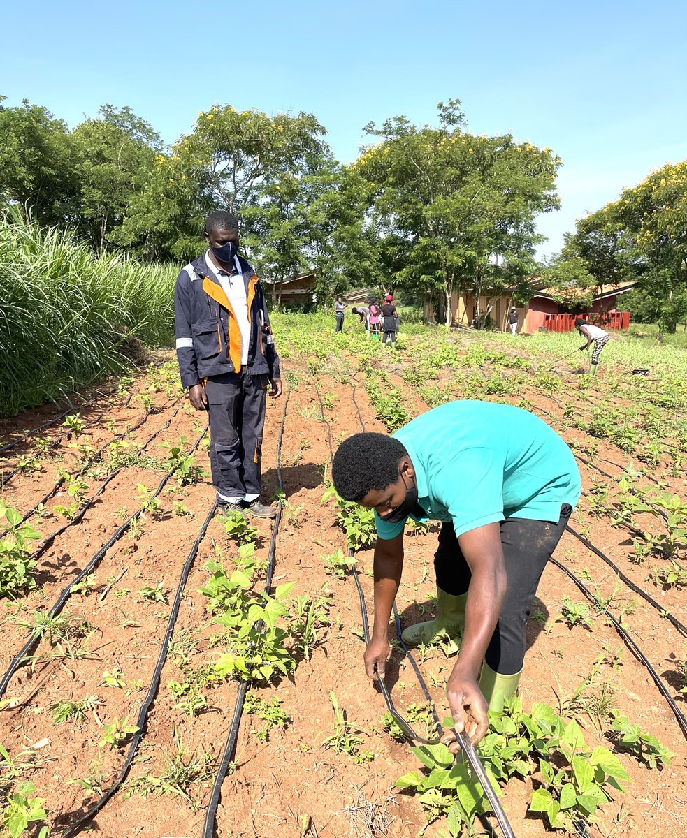 RICA_Rwanda's tweet image. Drip irrigation is an essential part of conservation agriculture and RICA students learn how to implement it on their farm plots. #Rwanda_Edu, #RwandaAgri