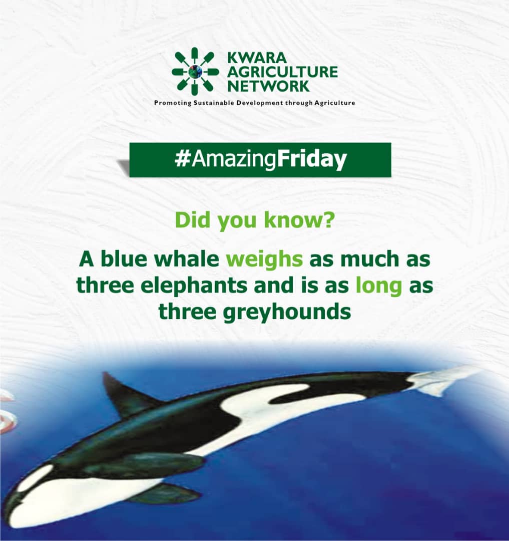 Kwagricnetwork's tweet photo. #AmazingFriday
#DidYouKnow ?
A blue whale weighs as much as three elephants and is as long as three greyhounds.
#facts #Fact #KAN #ZHKP https://t.co/g2F6zsZUyd