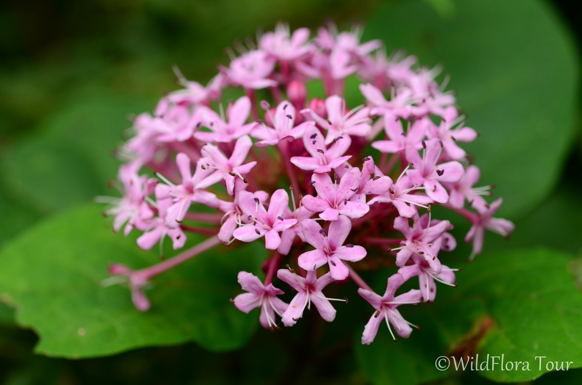 Clerodendrum bungei has a bad smell and is called “stinky peony” by Chinese gardeners.