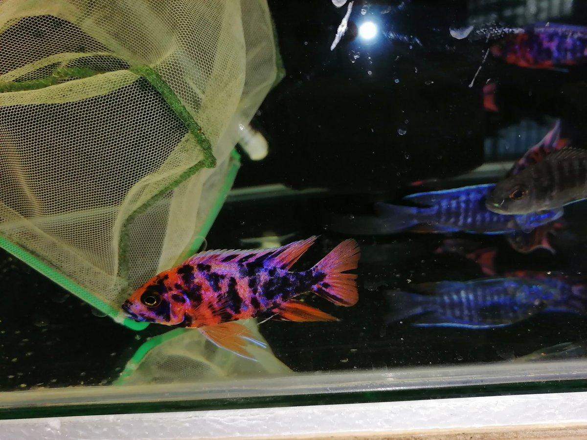 Sam's Aquarium (aquarium_sam) Twitter