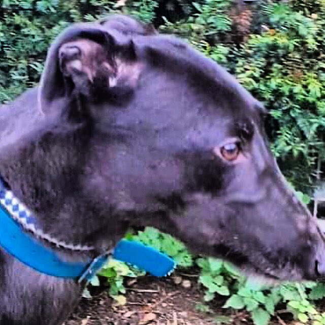 Retired Greyhounds Canterbury tweet media