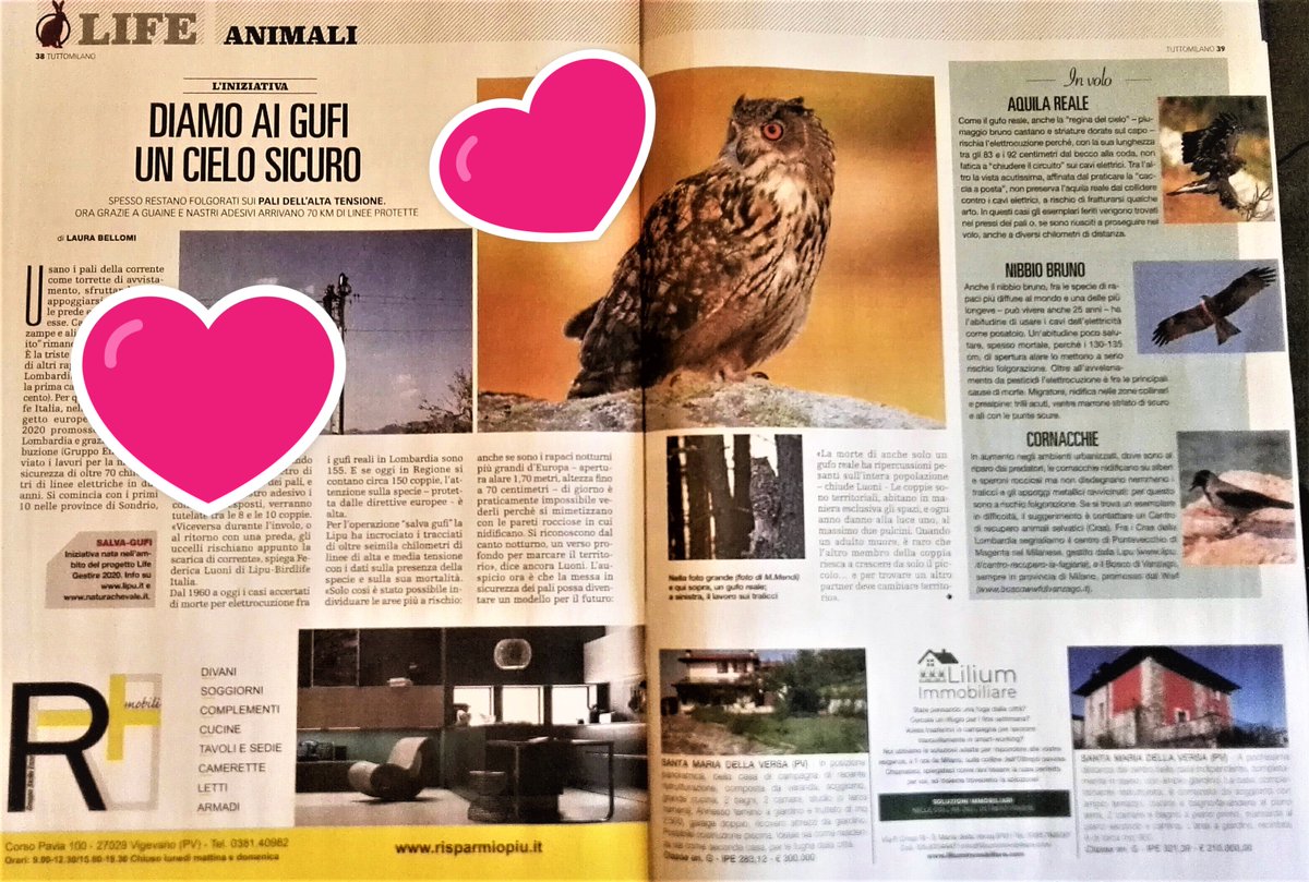 Operazione cieli sicuri. La prima causa di morte dei gufi reali in #Lombardia è l'elettrocuzione (rimangono folgorati sui cavi). In arrivo 70 km di linee elettriche protette. Che bello quando ci si prende cura di tutti, gufi compresi! Su #Tuttomilano @LipuOnlus
 <a href="/RegLombardia/">Regione Lombardia</a>