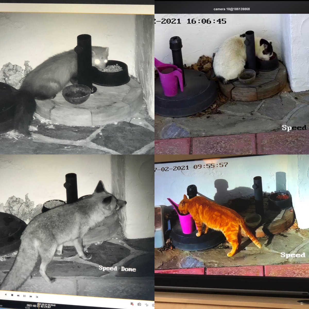 BooBunty's tweet photo. Here are some friends that visit. #PineMarten appears after dark #fox Mr Fox &amp; his family appear occasionally. Thankfully they all take it in turns to share the food.  The cats are #feral &amp; run off if they see ppl so we are extra quiet when they are about. https://t.co/z6vtyyPPdw
