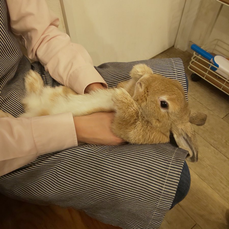 一人暮らしでもうさぎは飼える 注意点と留守時の対策 うさぎタイムズ うさぎの飼い方から飼育便利グッズ専門サイト