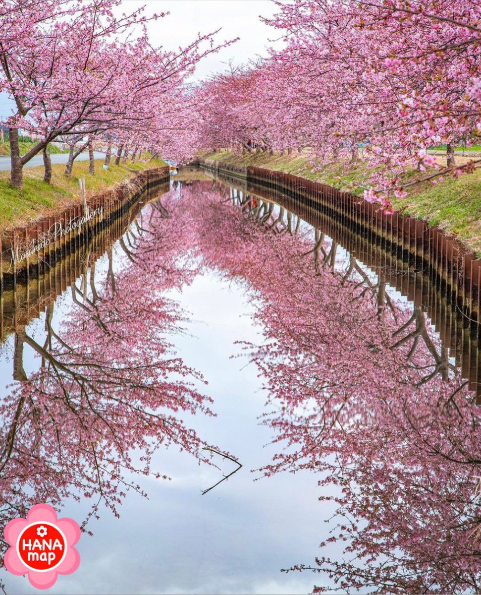 はなまっぷ 日本の美しい花風景 はなまっぷ Fcmasamasa さんの 花のある風景に花まるを 川面に映る河津桜の見事なリフレクションをありがとうございます 三重 笠松河津桜ロード Matsusaka Mie Pref 河津桜の 花言葉 想いを託します はなまっぷ 日本の美しい花風景 はなまっぷ Fcmasamasa さんの 花のある風景に花まるを 川面に映る河津桜の見事なリフレクションをありがとうございます 三重 笠松河津桜ロード Matsusaka Mie Pref 河津桜の 花言葉 想いを託します