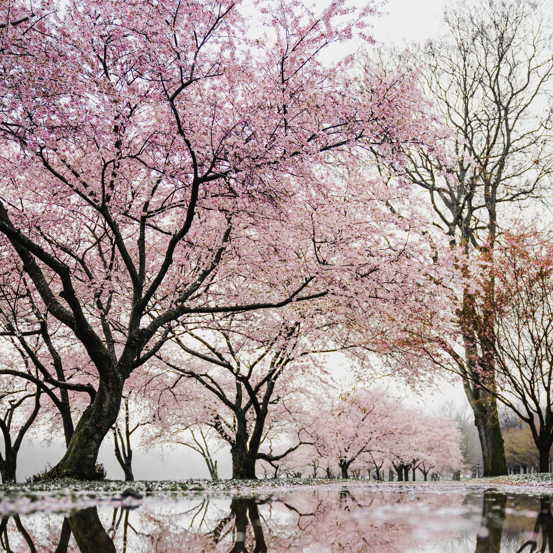 Kakikko もうすぐ桜のシーズン到来 そこでこんな言葉をご存じですか 桜折る馬鹿 柿折らぬ馬鹿 デリケートな桜の木は 枝が折れるとそこから腐っていく場合があり 柿の木は 柿の実った枝は翌年 柿が実らない だから 柿を取るときに折った方が木の