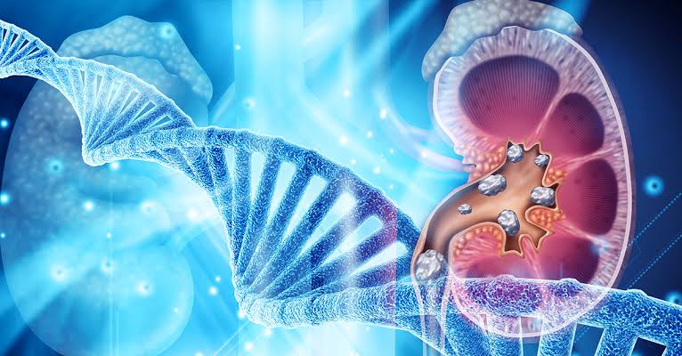 The Genetic Architecture of Kidney Disease

Read on how evolution may influence the genetic variants that affect kidney function.

Link to the scientific article 
bit.ly/2Na26A7