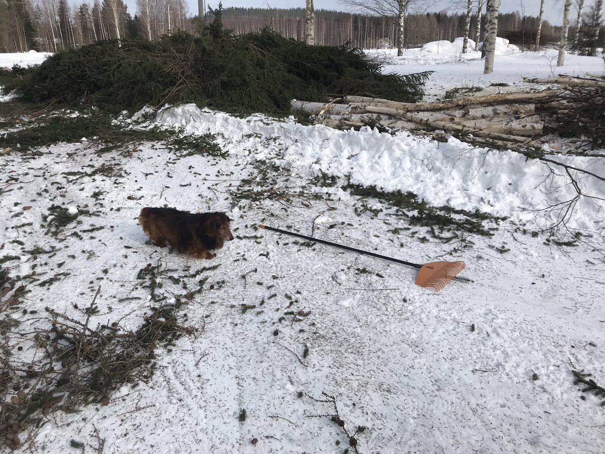 Maijatar's tweet photo. Keskityn pehtoori Lassen’kin kanssa maisemointihommiin. #harava #valokuva #loma #möksä #klapi https://t.co/HQlEYTe4os