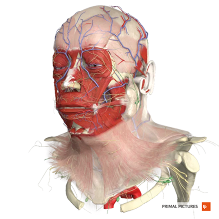 A picture is worth a thousand words… This PMFA Journal feature illustrates how you communicate more effectively with your patients. Read the article for free here > bit.ly/3ekIowv

#plasticsurgery #some4surgery #aesthetics