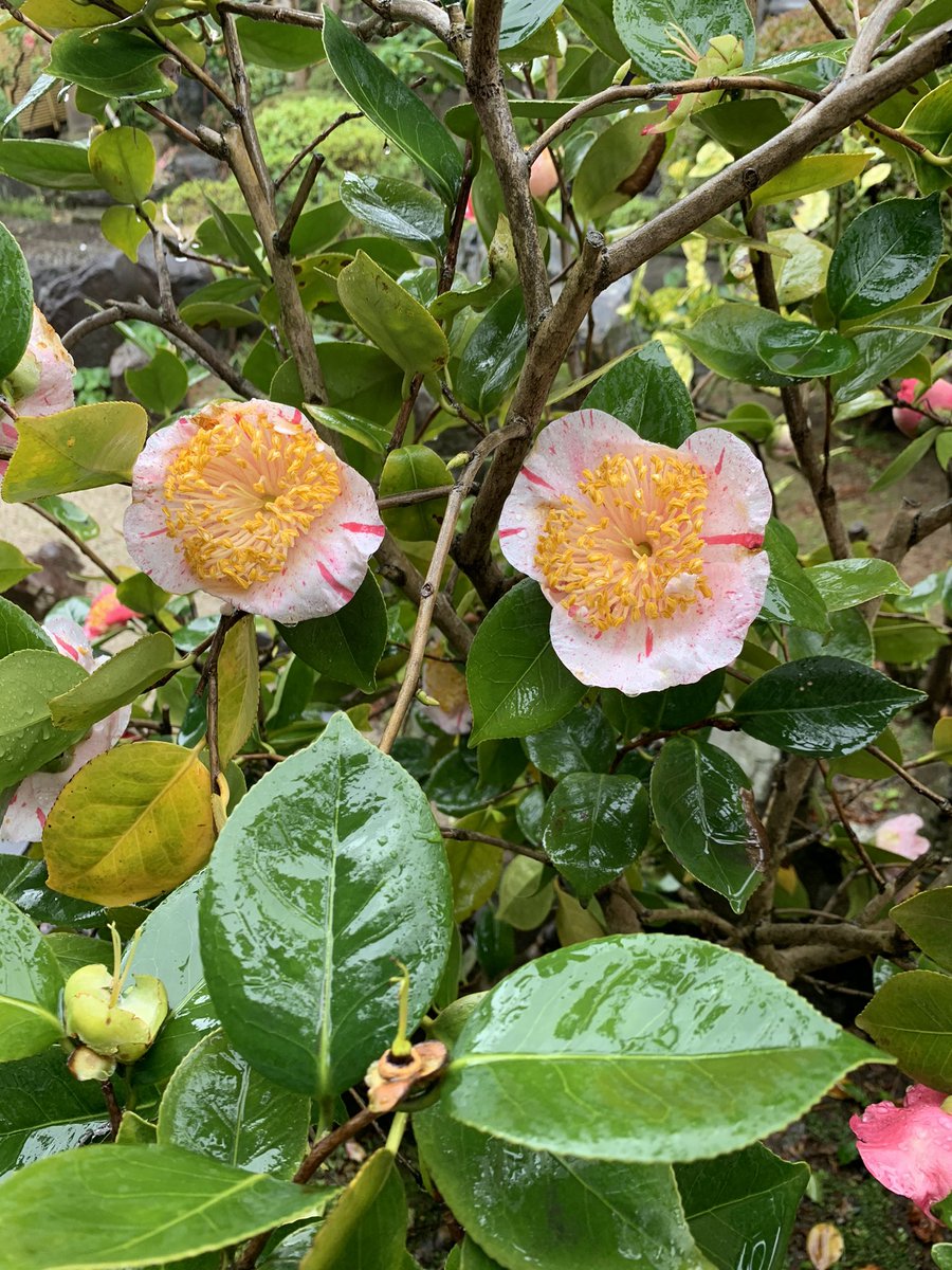 jerrym157's tweet photo. my mom's garden 🌷 https://t.co/Q9EuhaUdvO