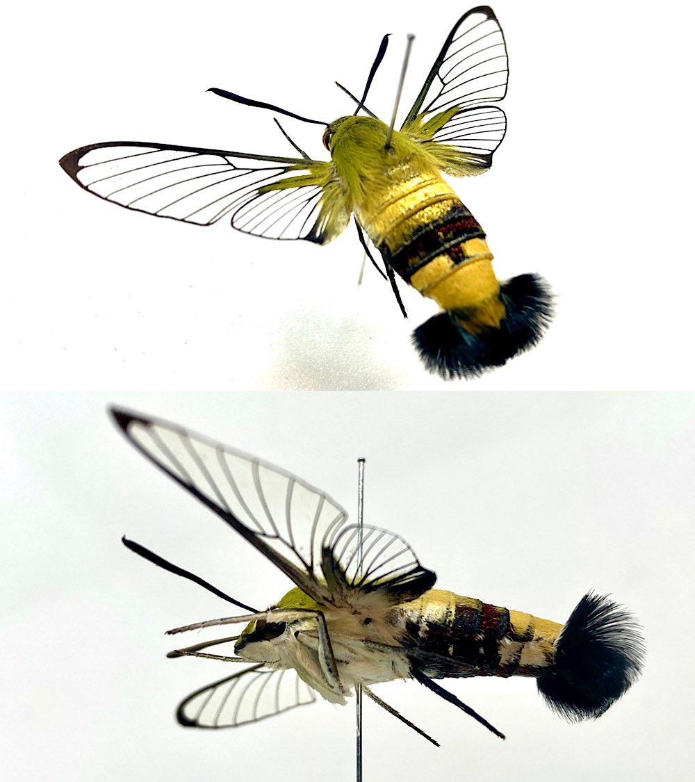 ｋ野 Acpdaverook Twitter