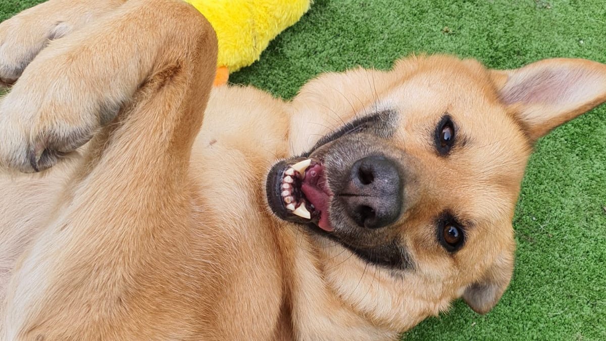 Elsa's got that Friday Feeeeeeeelin' 🙌

dogstrust.org.uk/rehoming/dogs/…

<a href="/DogsTrust/">Dogs Trust 💛🐶</a> 

#adifl #dogstrust #dogstrustloughborough