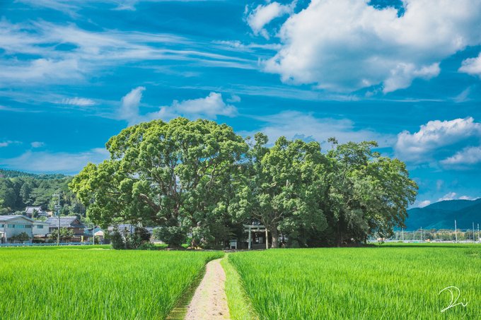 田舎で感じる夏がノスタルジックに溢れてて好き