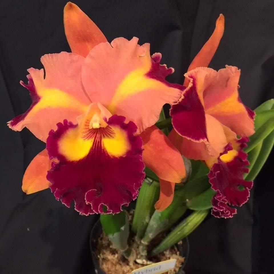 arakaki_orchid's tweet photo. ただ今、セレクト胡蝶蘭とカトレア、ヤフオクに出品中です～！この色彩のカトレア大好きです(*´∇｀*)
明日、土曜の夜終了します！
Rlc.Chief Queen 'Lightning' https://t.co/YbYKA4jWpo