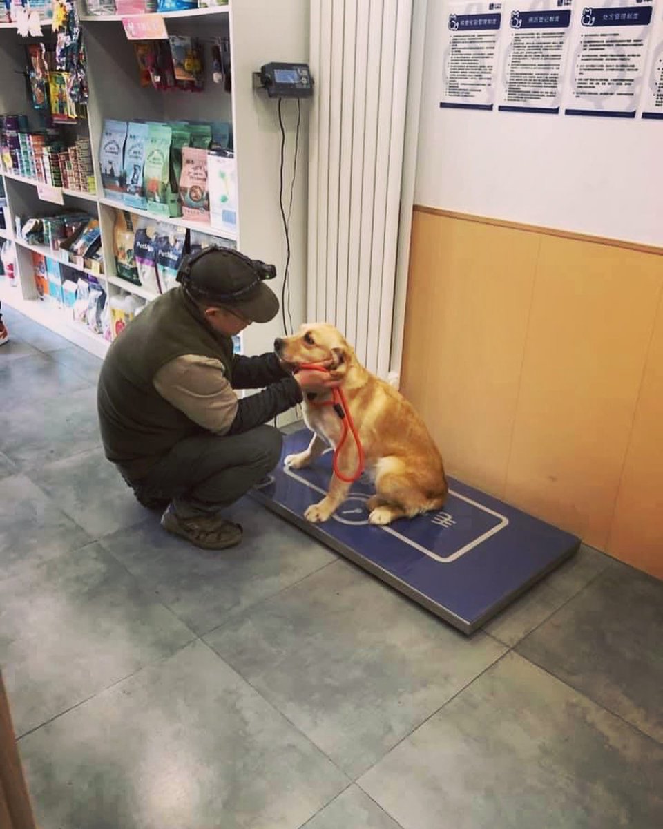 LRRSE_'s tweet photo. Spring is finally around the corner in China which means our pups are enjoying some much needed sun! ☀️ Worming and vaccinations have begun, but this little lady decided she didn’t fancy the walk to the vets so was carried there and back! No easy task for our lovely volunteer! 😆 https://t.co/JnLTA2K3AA