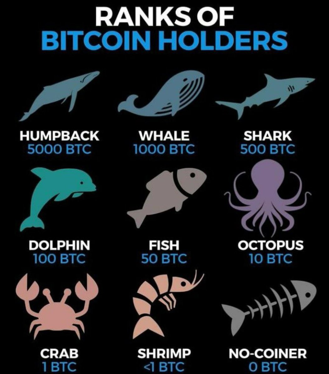 ZakaWaqar's tweet photo. So what are u :) #Bitcoin https://t.co/wcX3EE1Qv6