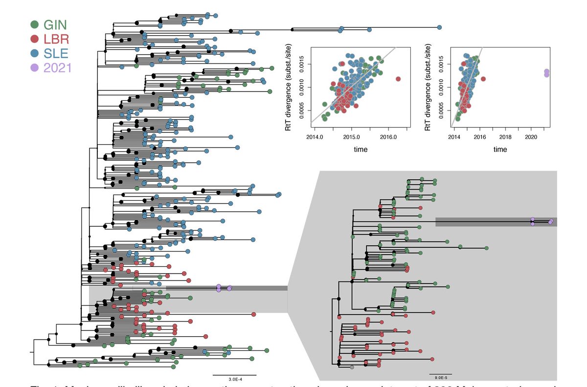 Recent Ebola cases in Guinea linked to transmission following latent infection of between 5-7 years since original 2014-2016 Makona strain outbreak, rather than new virus spillover. Nice to see coordinated reports from separate groups on Virological virological.org/c/ebolavirus/g…