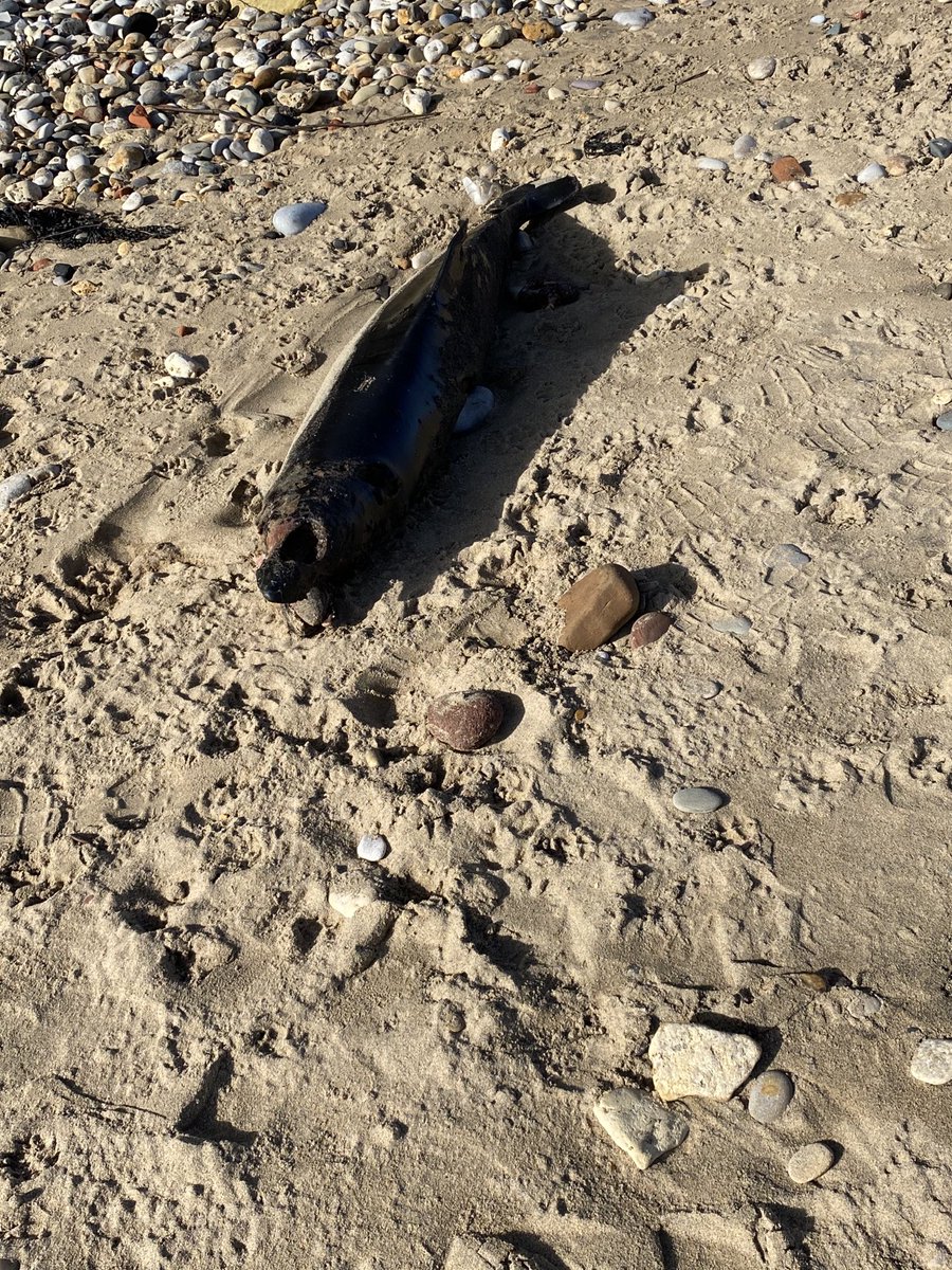 wildlifemissy's tweet photo. Harbour porpoise stranded dead in my local beach. Reported to #cetationwatch. Fascinating if a little gruesome. #seawatch #stranding https://t.co/sf6IDcZQZc