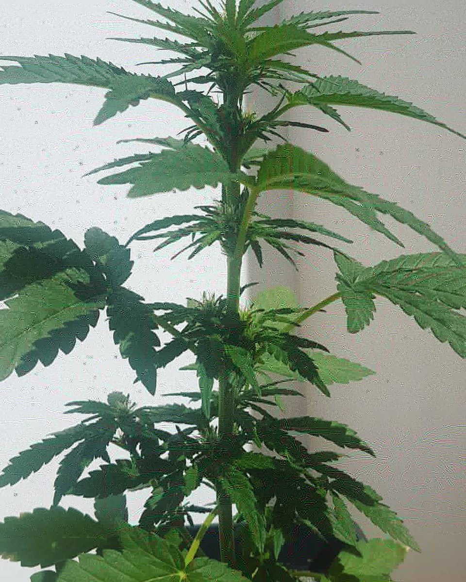 Sophie_MJ's tweet photo. Buenos dias de verano☀️☀️☀️
Las niñas de @GreenbudSeeds @Apez140 @INMAQ16 @GiftsGreenwood al solazo😎

Hoy os enseño a #spitefire🔥🔥🔥
En plena #floracion y fuera de temporada💎🔥🤩😎
💯% exterior🏖🌱
#LaSofiJardinera👩🏼‍🌾☀️ https://t.co/ap9OFYTuBP