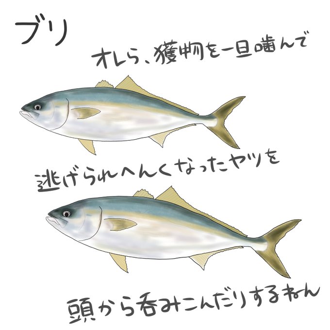 ブリ イラスト ブリ イラスト