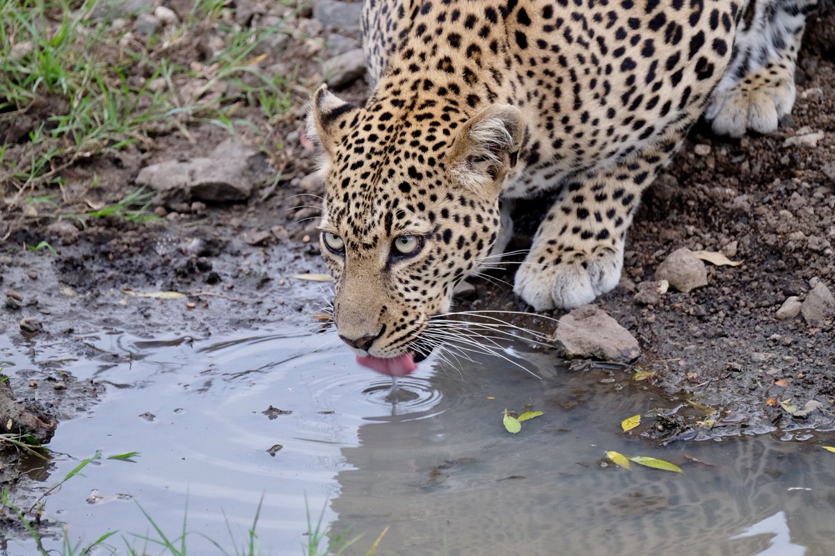 Masai Mara daydream....
⁦<a href="/Exceptional_UK/">Exceptional Travel</a>⁩ ⁦<a href="/ntvkenya/">NTV Kenya</a>⁩ ⁦<a href="/MasaiMara_Kenya/">Maasai Mara Kenya</a>⁩
