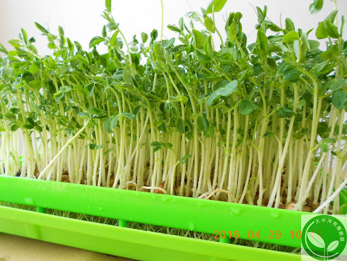 太平洋有機 Tw على تويتر 小豆苗是什麼豆 可採室內土耕或水耕 且非常容易栽種https T Co Ydlemsyv8c 圖 豌豆苗芽菜有機種植芽菜種子 有機水耕芽菜種植培育器材 訂購網址 T Co J6jloknkzw 豌豆 荷蘭豆 豆苗