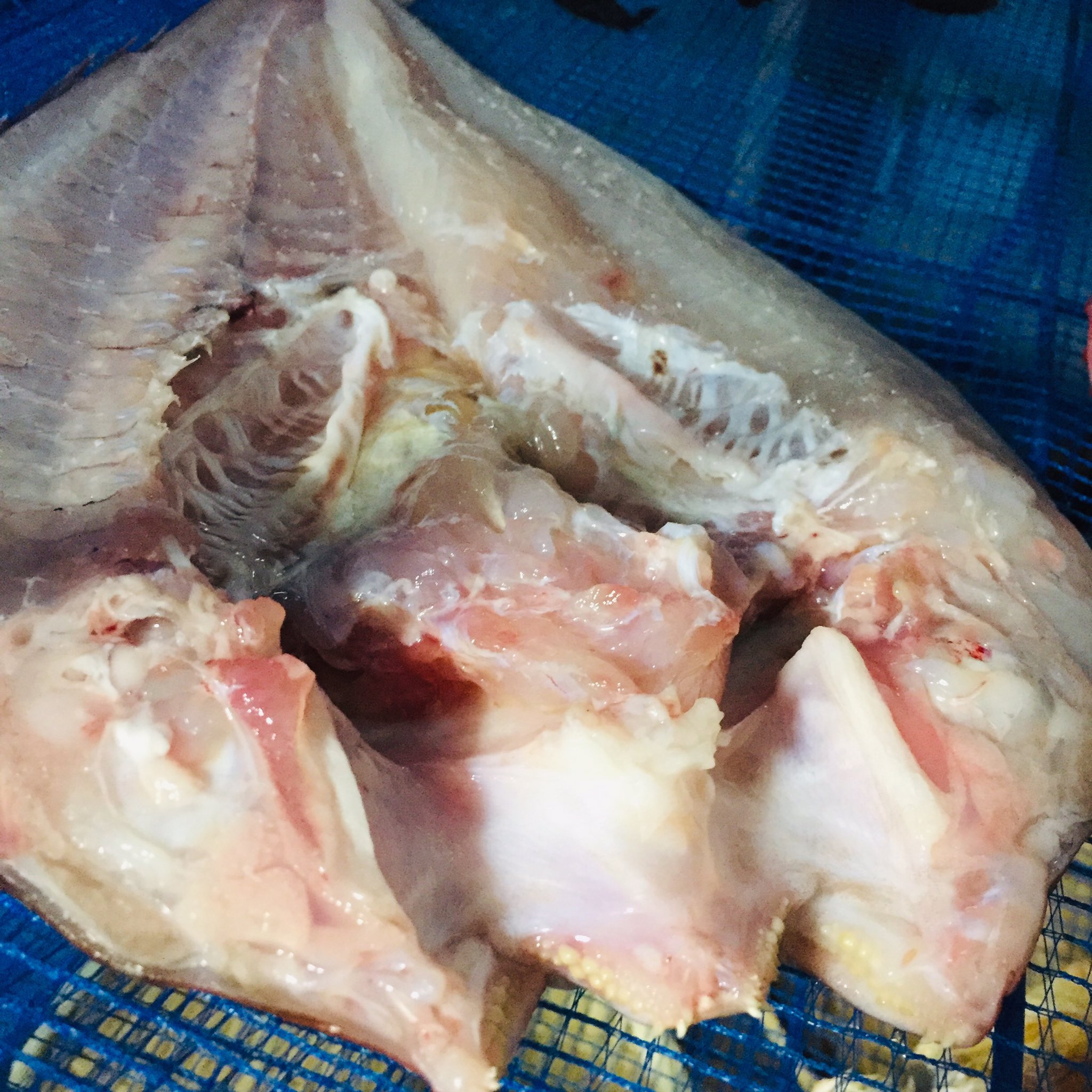 サトウ氏 庄内浜の魚介食の人 庄内浜産マダイと三陸産キンキの塩干し製作 仕込み水は白露垂珠シリカ天然水 味付けは笹川流れの藻塩 時間がなくて魚の開き方が雑になってしまった 三陸産キンキの干物は初めてなので楽しみなところ