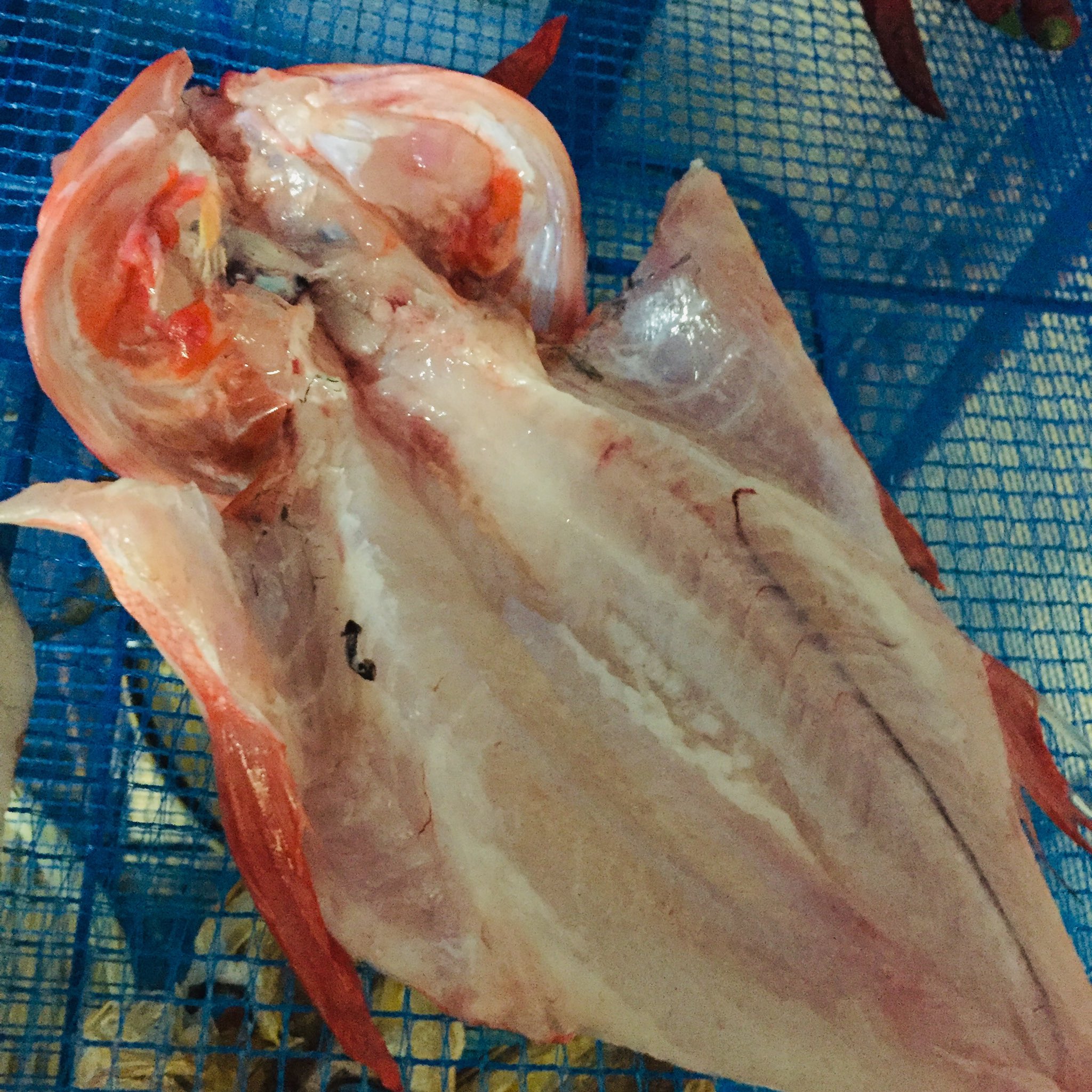 サトウ氏 庄内浜の魚介食の人 庄内浜産マダイと三陸産キンキの塩干し製作 仕込み水は白露垂珠シリカ天然水 味付けは笹川流れの藻塩 時間がなくて魚の開き方が雑になってしまった 三陸産キンキの干物は初めてなので楽しみなところ