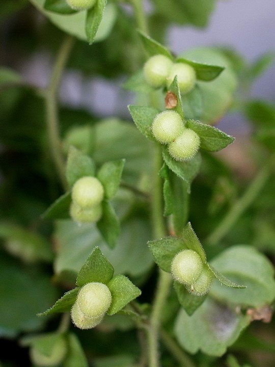 ワンコロもちべヱ オオイヌノフグリ は イヌノフグリに似てるし大きい種類 という意味で 元のイヌノフグリの果実 一枚目 は確かにwって感じだけどオオイヌノフグリ 二枚目 は別にふぐっていないので名前つけたやつが悪い T Co 08euow3kau