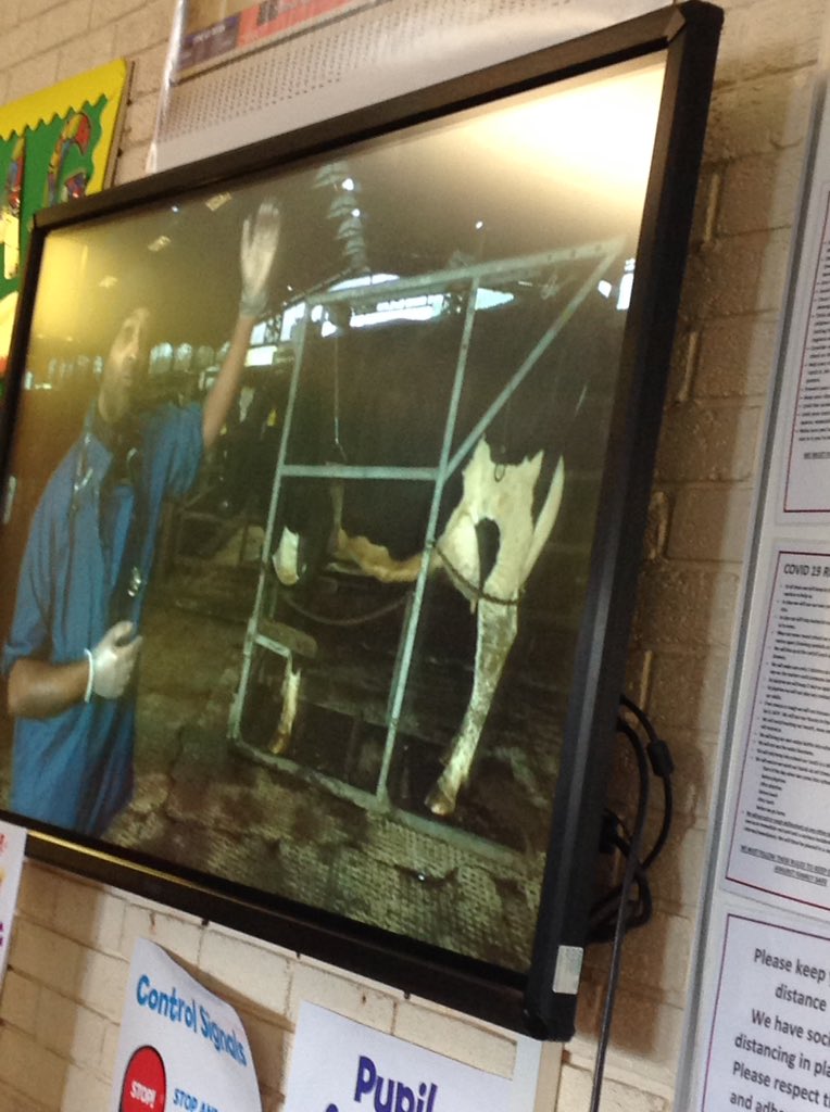 AshurstPrimary's tweet image. Year 5 are enjoying their live lesson at the VET school. They are learning a lot about how to look after cows. @NFUEducation #BritishScienceWeek2021