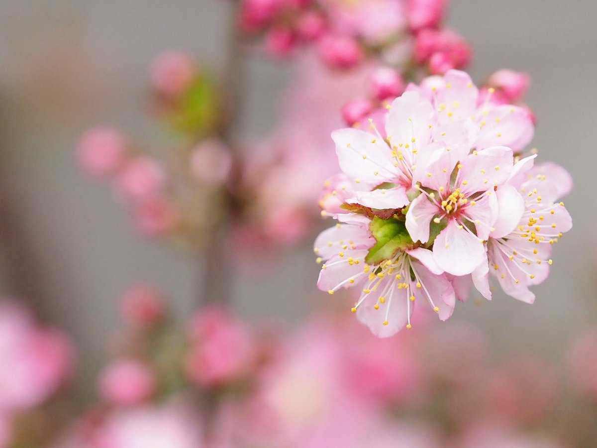 ニワウメ Twitter Search