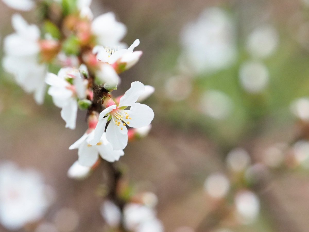 ニワウメ Twitter Search