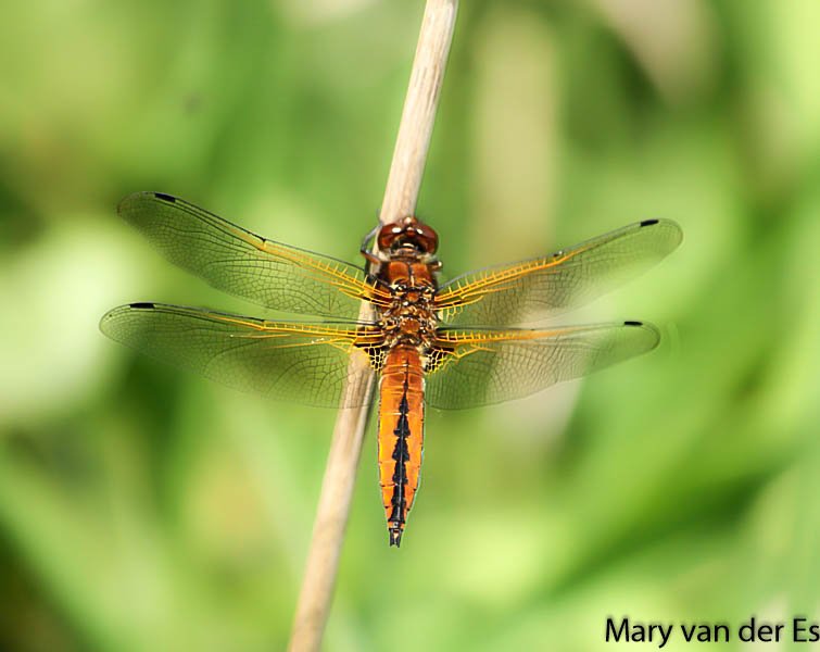 Mary van der Es tweet media