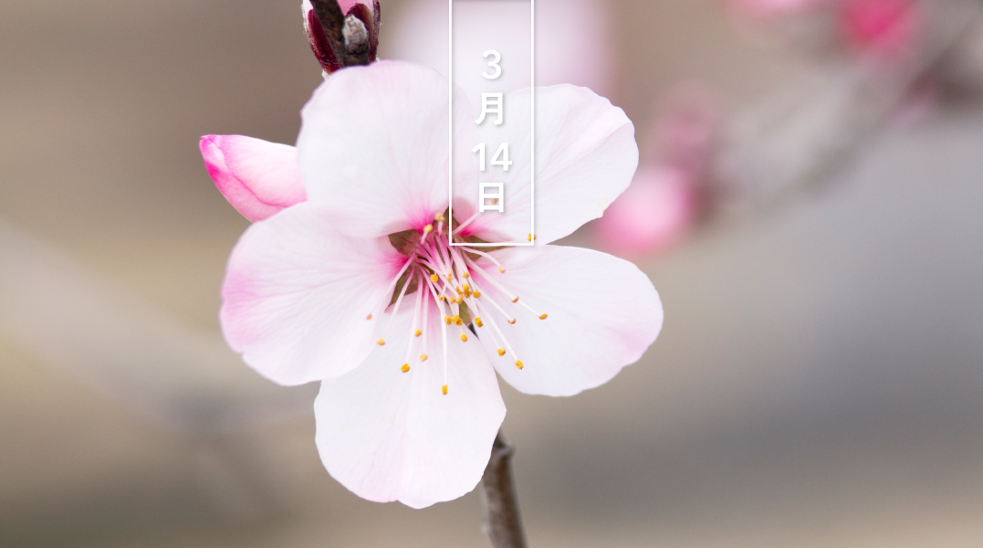 Uzivatel 暦生活 こよみせいかつ Na Twitteru 花の日めくり 誕生花 今日の花はアーモンド 花言葉は 豊穣 です アジア原産のバラ科の落葉高木 3 4月 桜に似た美しい白や桃色の花を咲かせます 海外では お花見 も 日本では 食用となる種子の中 Uzivatel 暦生活 こよみせいかつ Na Twitteru 花の日めくり 誕生花 今日の花はアーモンド 花言葉は 豊穣 です アジア原産のバラ科の落葉高木 3 4月 桜に似た美しい白や桃色の花を咲かせます 海外では お花見 も 日本では 食用となる種子の中