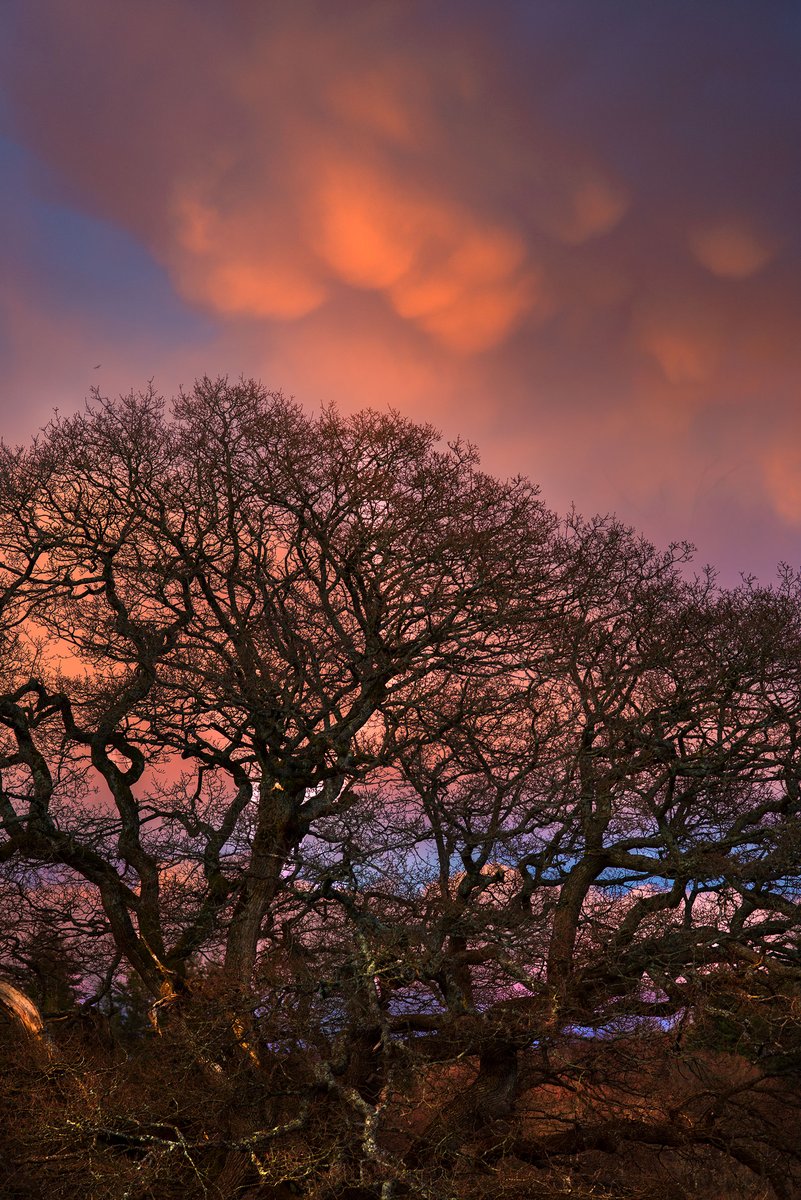 Last night these clouds gave an amazing sunset shot from my garden through this lovely oak tree. There is a buzzard cycling in the top left. Taken on my Nikon D800 #southdownsnationalpark #sussex