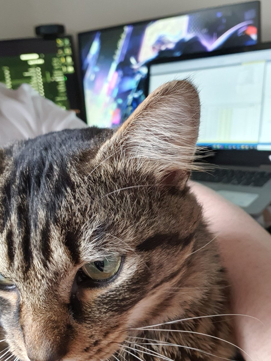 ConnorNee97's tweet image. Helping me at work
#cats #programmers