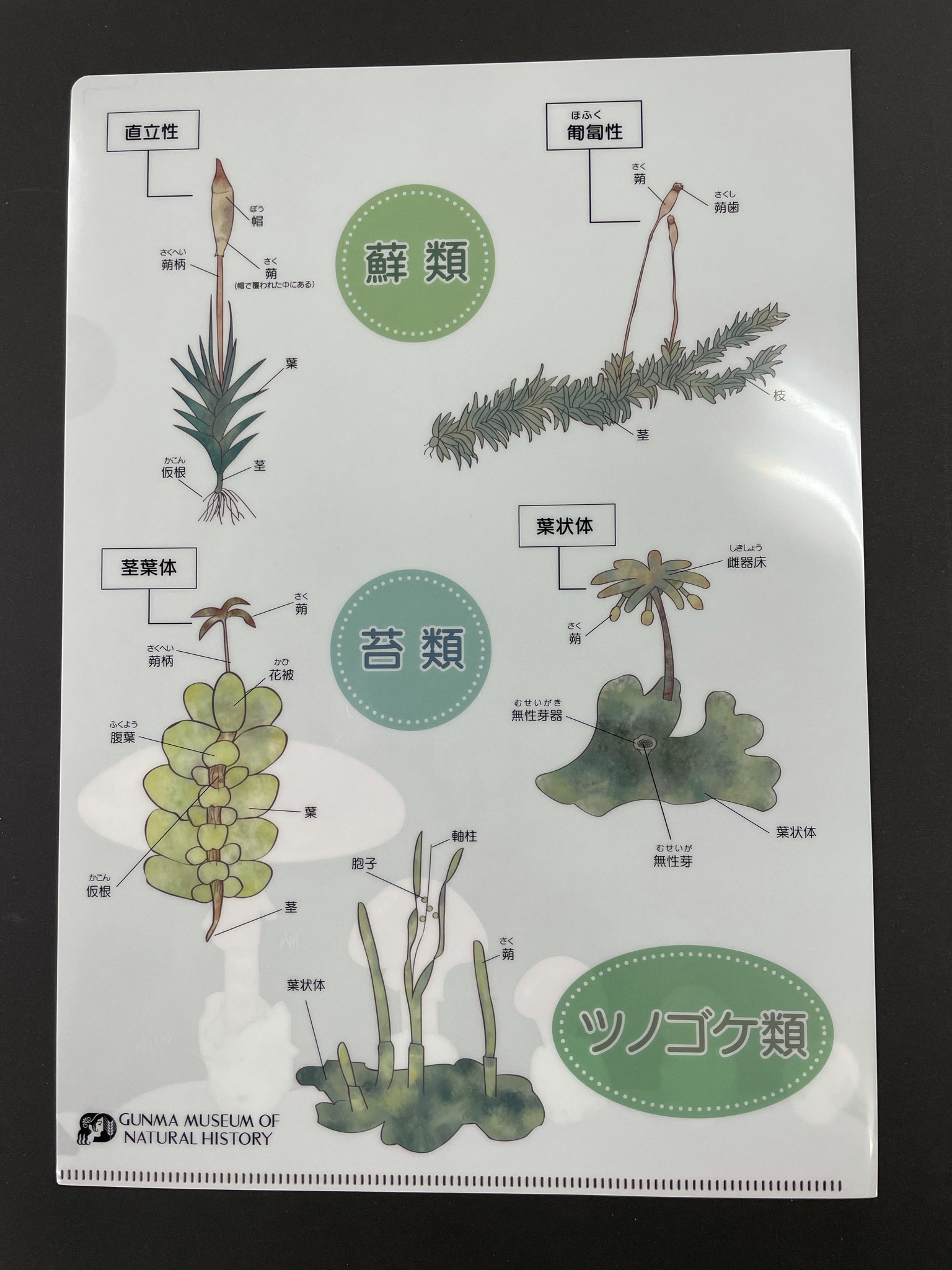 群馬県立自然史博物館 Gunma Shizenshi 自然史オリジナルグッズ こんなのつくりました シリーズ クリアファイル 隠花植物系 きのことコケの表裏 群馬県立自然史博物館 自然史博物館 T Co oel4mwjy Twitter