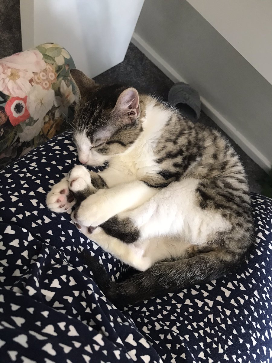 bak_kent's tweet photo. Sometimes I miss being in the office everyday.. but then I think someone might miss sleeping on my lap. https://t.co/OVGjD47AZP